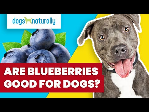 Are Blueberries Good For Dogs?