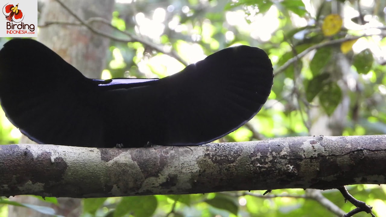 Magnificient rifflebird