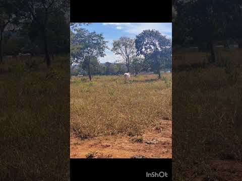 Fazenda em Bocaiúva MG 387 hectares  valor $ 6.500,000,00  tratar:31996574767