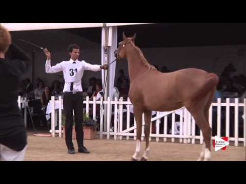N.31 AL NATHIFA - Menton 2015 - Fillies 2 year old (Class 2A)