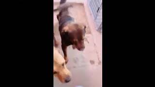Video preview image #1 Australian Mountain Dog Puppy For Sale in Chandler, AZ, USA