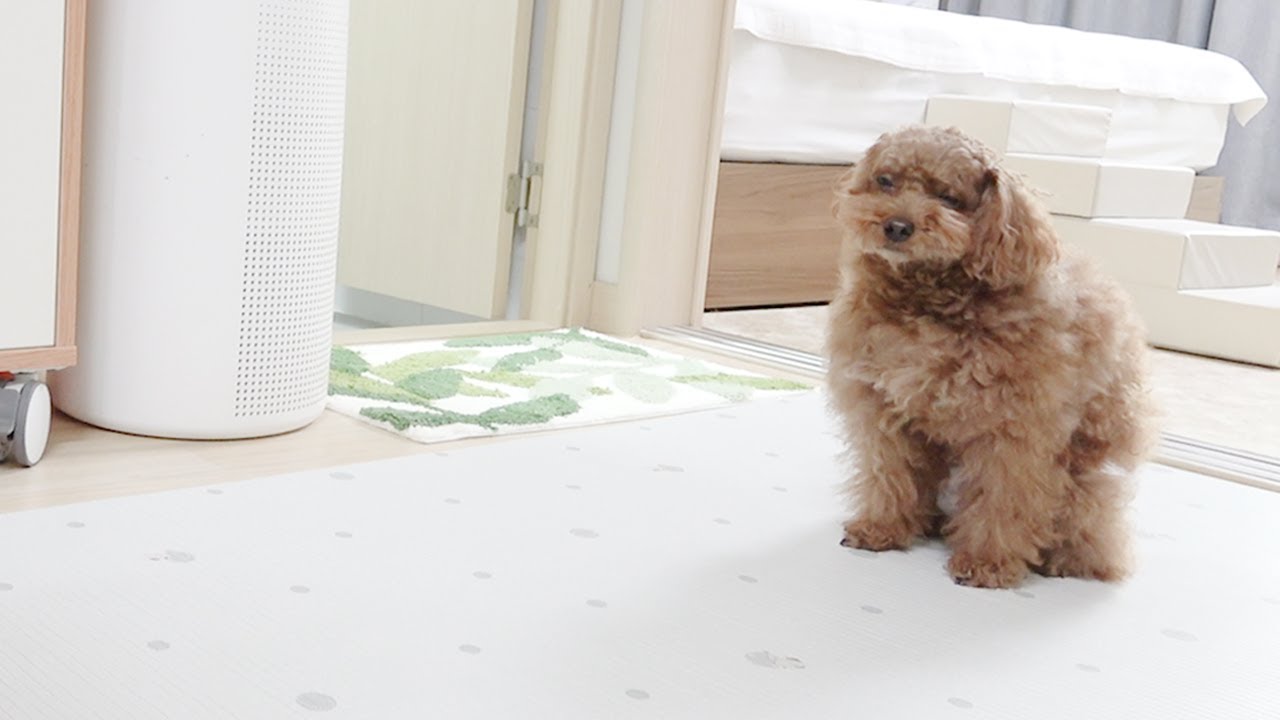 얼마나 싫은지 찔끔찔끔 걸어오는 강아지ㅋㅋㅋ