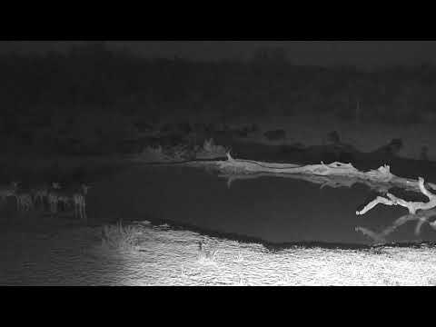 Djuma: Impala herd comes for drink with Buffalo herd in background - 18:30 - 09/17/18