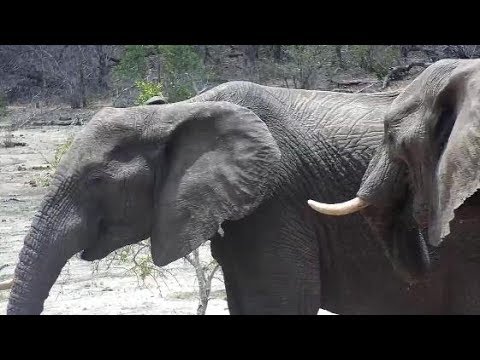 Djuma: Two Elephants (1 missing left tusk) - 12:20 - 11/21/19