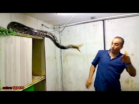 Ozzy Man Reviews: Palestinian Steve Irwin Video