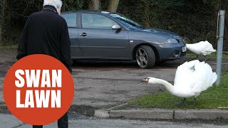 Elderly residents forced to fight off aggressive pair of swans