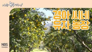 [나는농부다 224회] 경아 씨네 유자 농장
