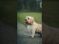 Barney S Ball Is His Life Cockerpoo Dogphotographer Dogphotography Dogportrait Petphotography