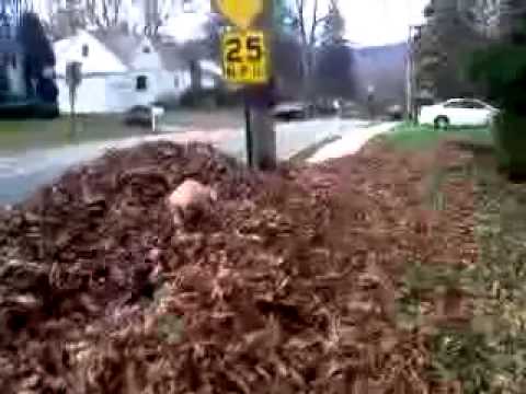 falling into pile of leaves