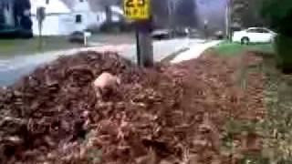falling into pile of leaves