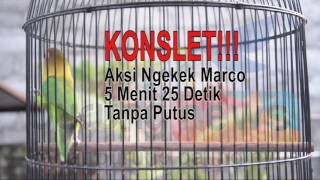 Download lagu KONSLET!!! Aksi Ngekek Love Bird Marco 5 Menit 25 Detik Tanpa Putus mp3