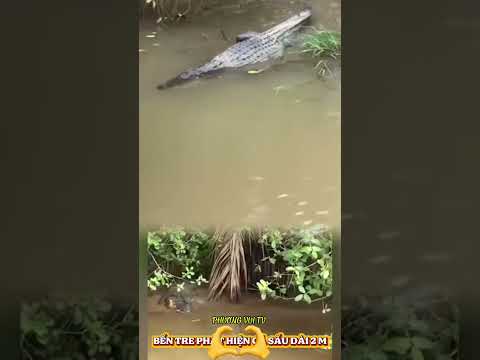 BẾN TRE PHÁT HIỆN CON CÁ SẤU DÀI 2 M#tintuc