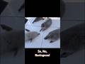 Japanese girl instructing seals ☺ #cuteanimals #seal #japanese