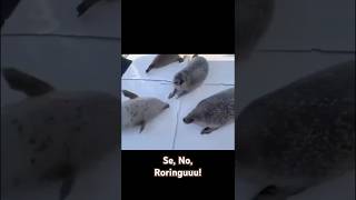 Japanese girl instructing seals ☺ #cuteanimals #seal #japanese