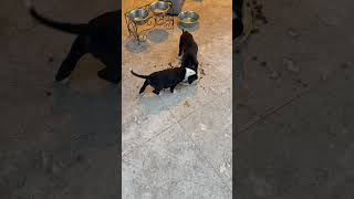 Video preview image #1 Labrador Retriever Puppy For Sale in Boca Raton, FL, USA