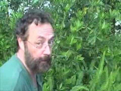 EatTheWeeds: Episode 22: Duck Potatoes