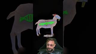 Animais criados por humanos? @DNA.SELVAGEM #biologohenrique #animais #bichoesperto #biologo