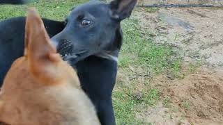 Puppy with puppy #dog #puppy #animals #pets