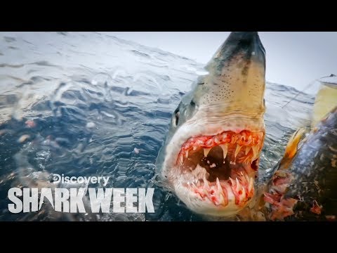 もっと大きなマコザメを間近で見よう！｜シャークウィーク (Up Close With a Grander Mako Shark | Shark Week)
