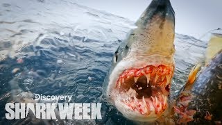 Download lagu Up Close With a Grander Mako Shark | Shark Week mp3