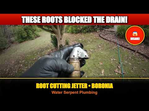 Cutting tree roots from a blocked drain in Boronia — Water Serpent Plumbing