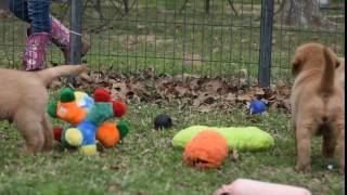 Harmony x Ricky - 7 weeks