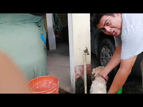 Como cuidar a tu mascota