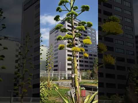 園芸 双子の花を持つリュウゼツラン