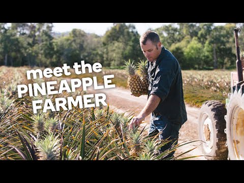 Meet the pineapple farmer - Fresh stories from the farm