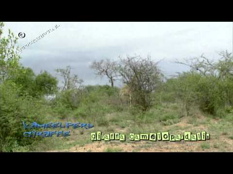 Kruger park Giraffe & oxpeckers