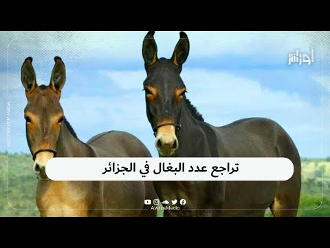 أوراس | #المغرب الرابعة عالميا من حيث عدد رؤوس البغال وهذا ترتيب # ...