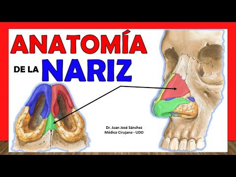 🥇 ANATOMY OF THE NOSE. Easy and Simple Explanation!