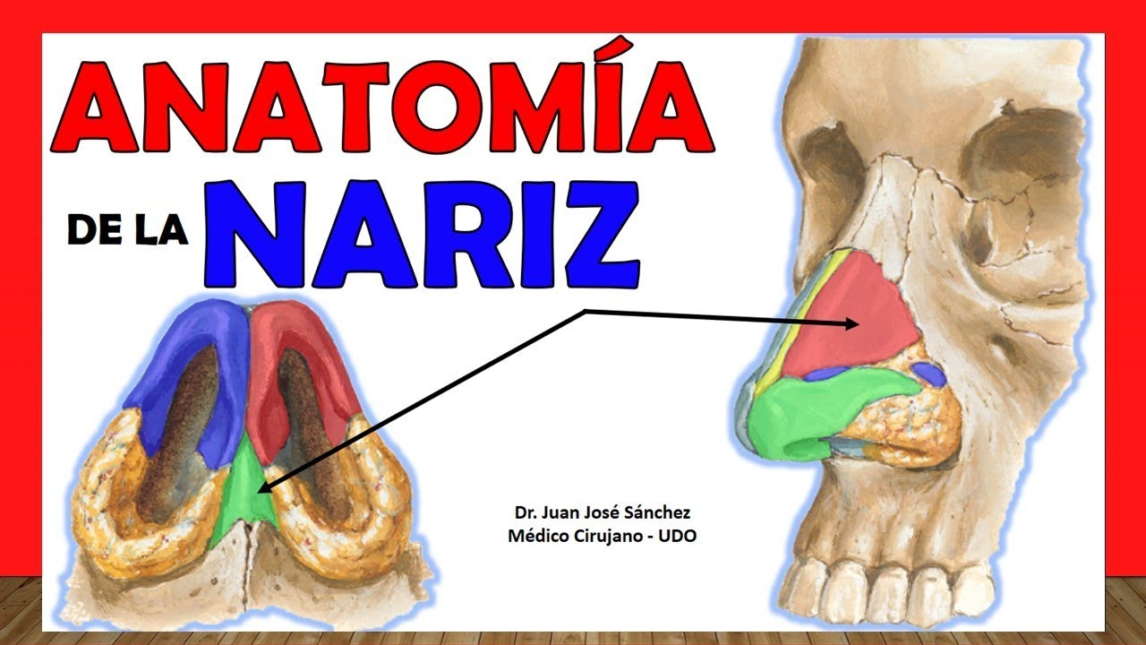 🥇 ANATOMY OF THE NOSE. Easy and Simple Explanation!