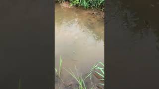 ត្រីងាប់ពេញទឹក ដោយសារថ្នាំពុល
