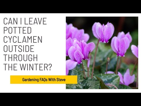 Can I leave potted cyclamen outside through the winter? | Gardening for Beginners