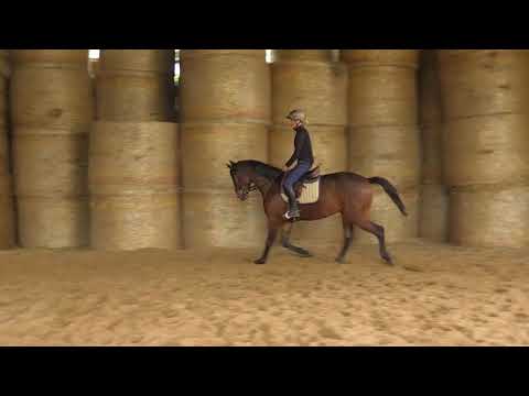 Grafentraum 3jähriger Trakehner Wallach von Sky Walker / C'Est Bon / Tanzmeister I