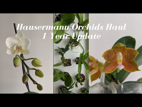 1 Year Update | Orchids by Hausermann Fall Haul - Before + After: Growths & Blooms