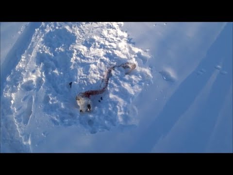 Съели собаку.Охота на зайца с ЭГ часть 16 С наступающим 2019 годом друзья!!!!