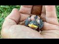 Baby bird falls out of the nest, nursed back to health, and then find a baby Raven a few days later