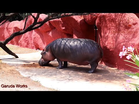 NEHRU ZOO HYDERABAD - FULL HD Video - Full Coverage | Nehru Zoological Park