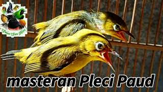 Download lagu Masteran Pleci Paud Paling Recomendasi mp3