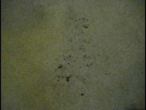 Wyatt - The Tattle Tale.mpg