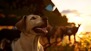 Rainbow Bridge Film - Official Trailer