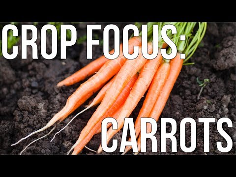 , title : 'HOW TO GROW ORGANIC CARROTS'