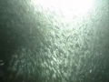 Dolphins The Wild Side