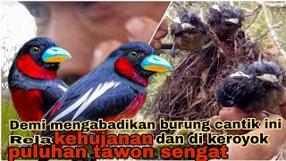 Download lagu Sarang burung sempur hujan sungai di alam liar | cara menemukan sarangnya mp3 Download lagu Sarang burung sempur hujan sungai di alam liar | cara menemukan sarangnya mp3