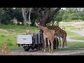 Animal Kingdom Safari Ride At Walt Disney