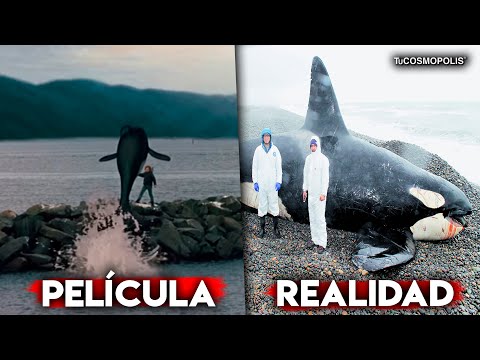 LA ORCA ASESINA EL DEPREDADOR MAS TERRIBLE DEL OCEANO NO COME HUMANOS : KEIKO