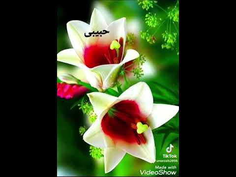 یا ورځ د لوۍ آختر ده. عبیدالله جان.#music #obaidullah #songs