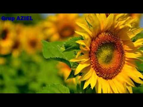 Grup AZIEL - Dumnezeu a pregătit pentru cel ce-i mântuit